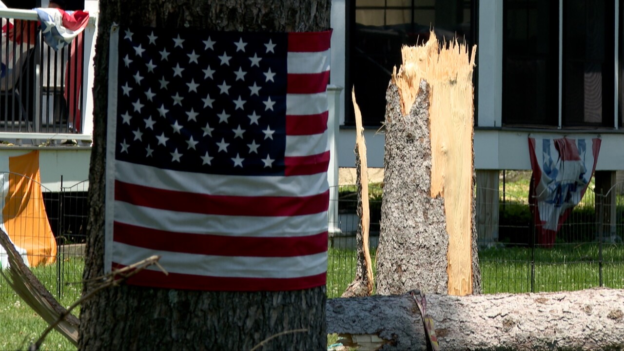 lake como snapped tree.jpg