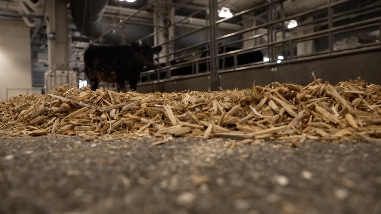 Mulch bedding stock show.jpg