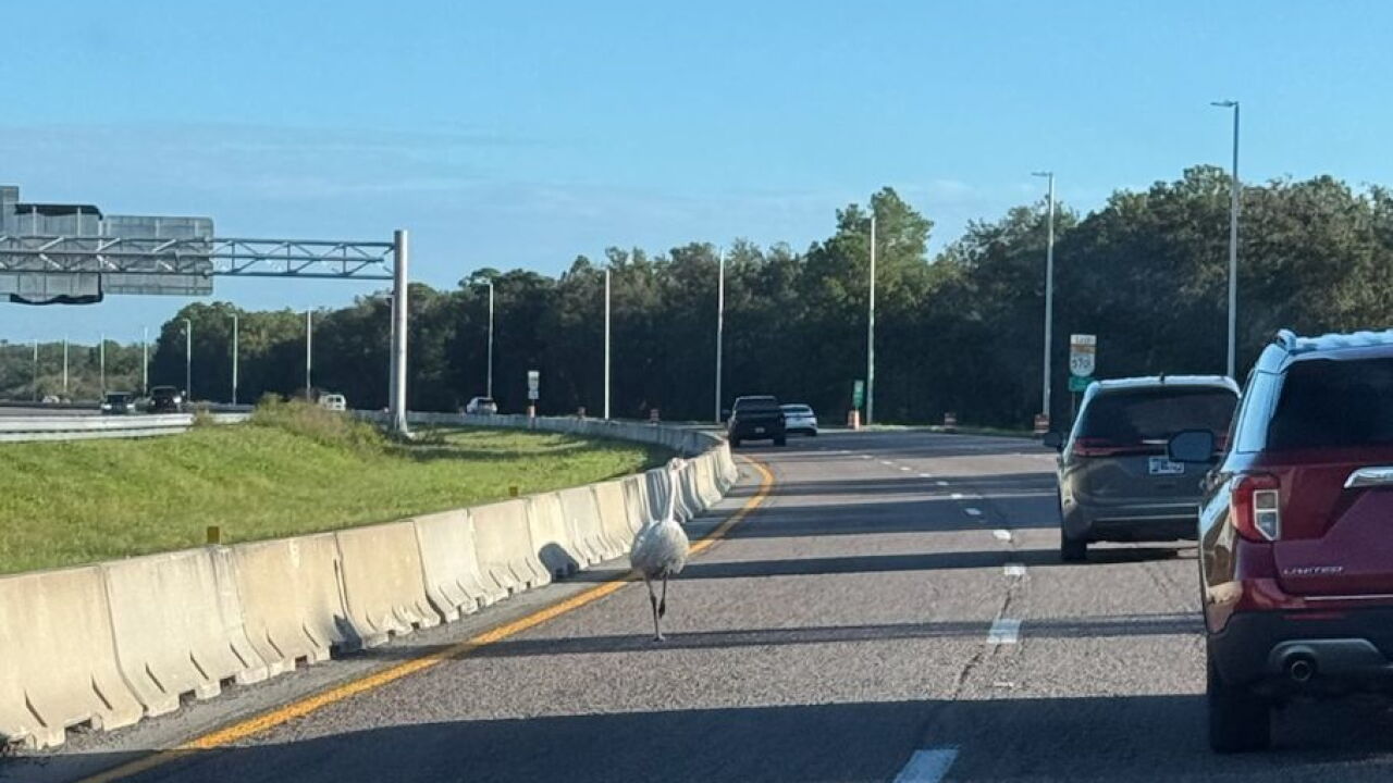 Emu on SR-570 (8).jpg