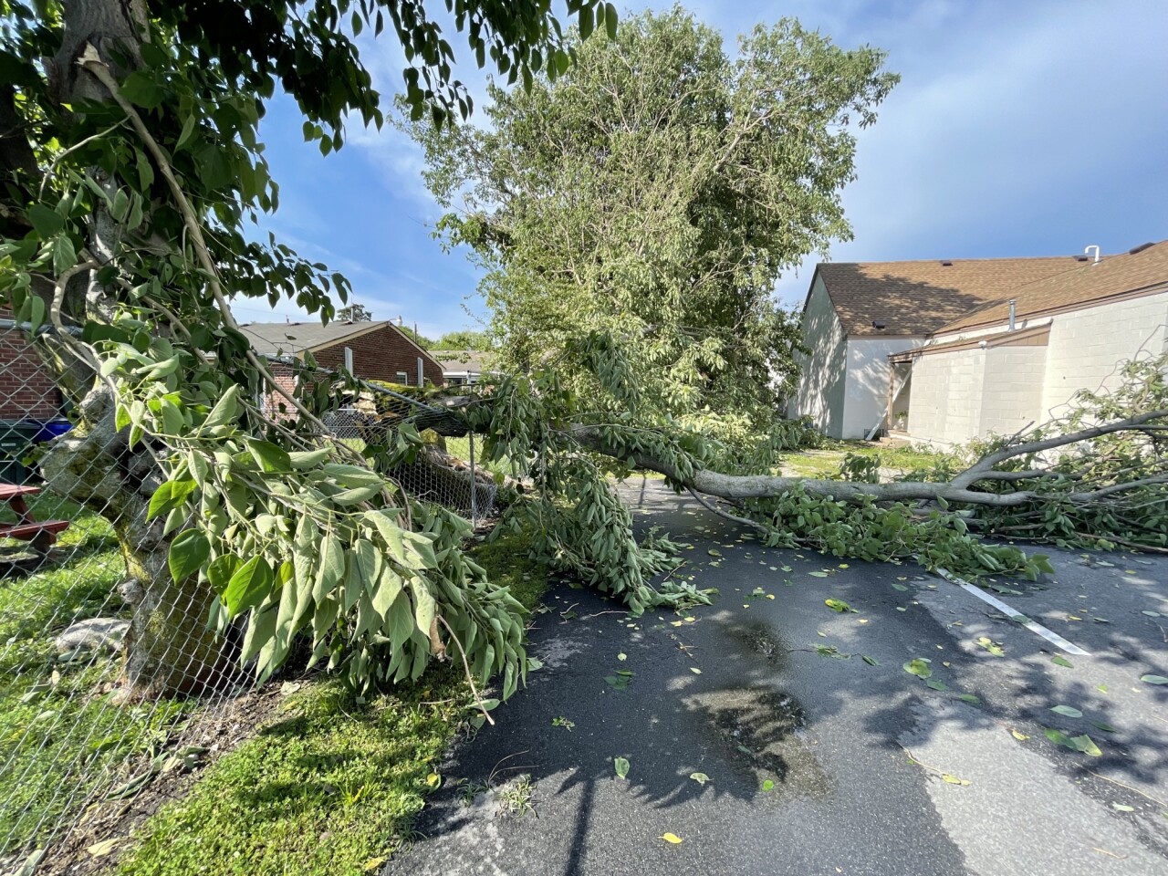 NF New Rising Sun Holy Church tree down (May 16) 2.jpeg