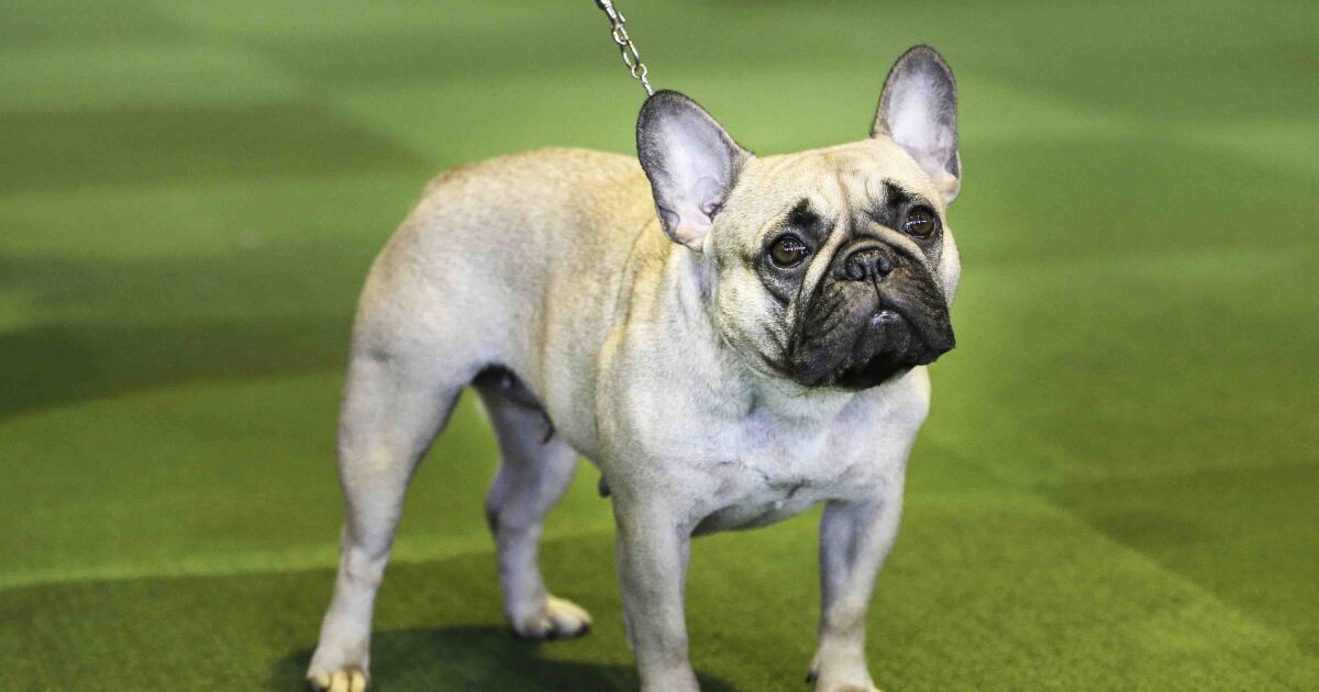 Westminster Kennel Club Dog Show postponed due to COVID-19