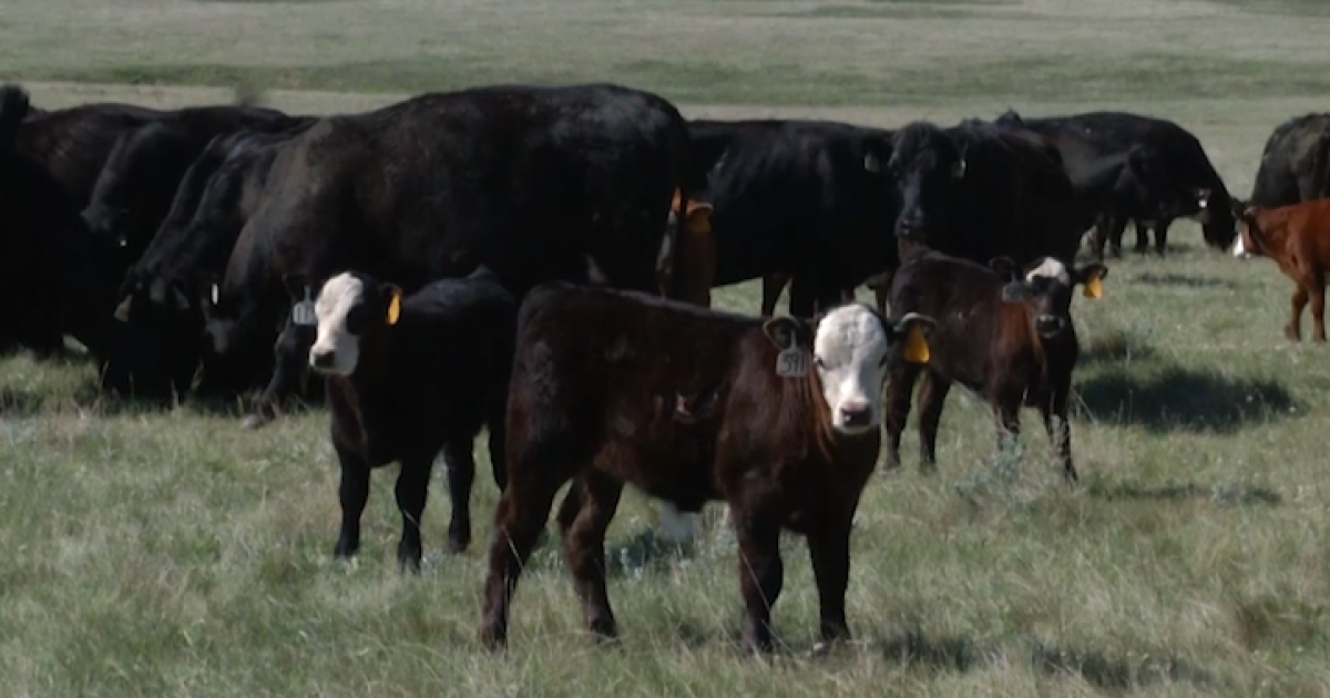 Initiative aims to connect the food service industry to state-raised beef - Vimarsana News
