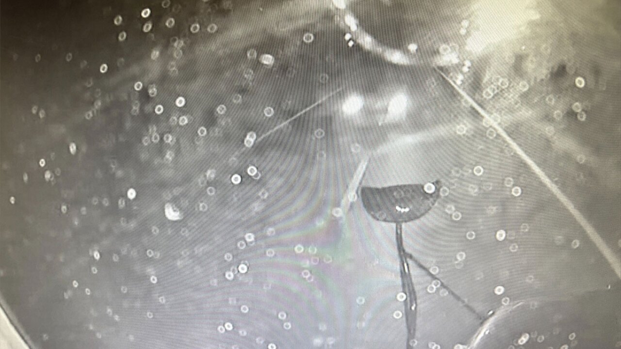 Footage from school bus camera 