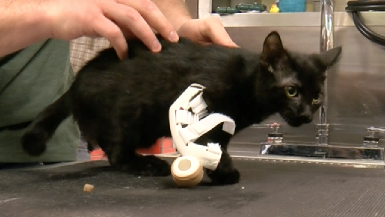 Kitten Gets 3d Printed Prosthetic Limb