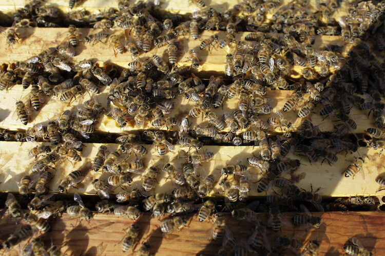 Bees