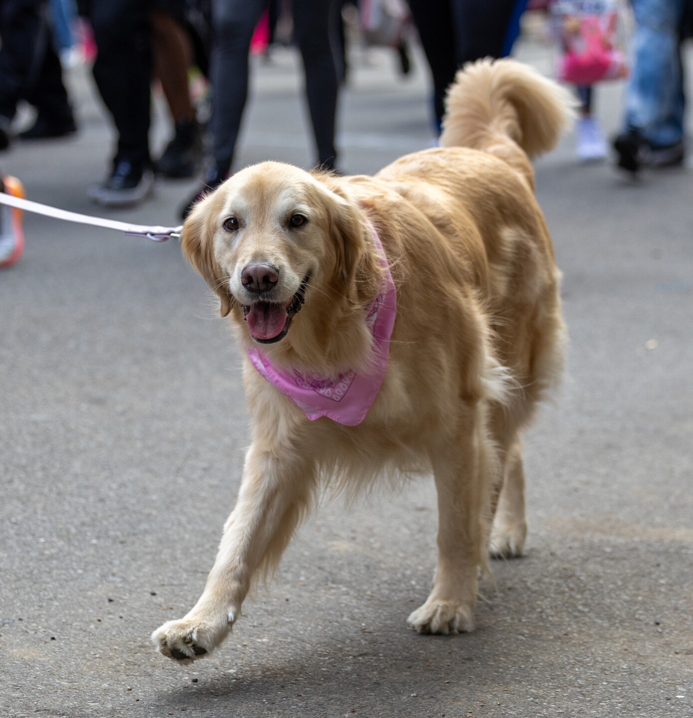 Making Strides Against Breast Cancer Walk