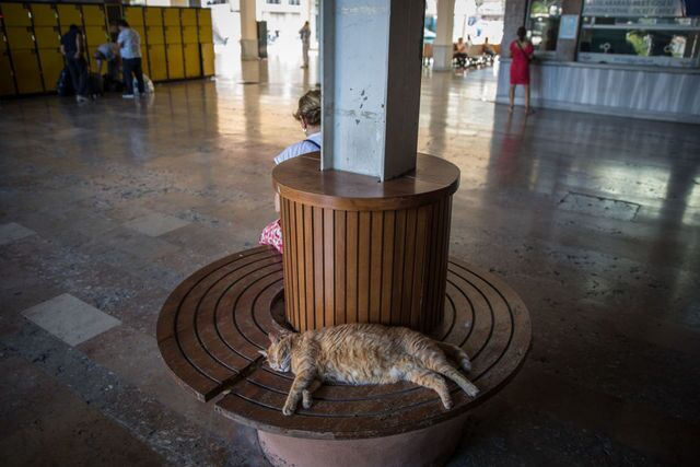 Photos: This place is known as 'The City of Cats'