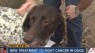 New treatment hopes to cure cancer in dogs
