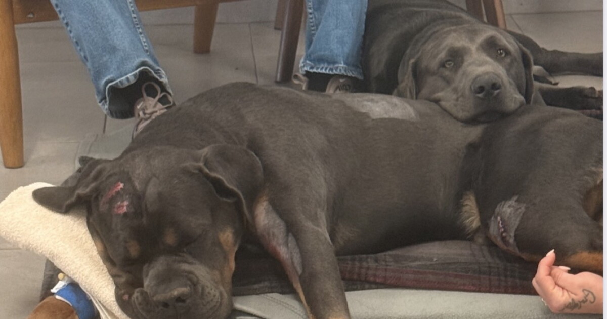 Unbedingt ansehen: Sie müssen sehen, was dieser Hund während des ...