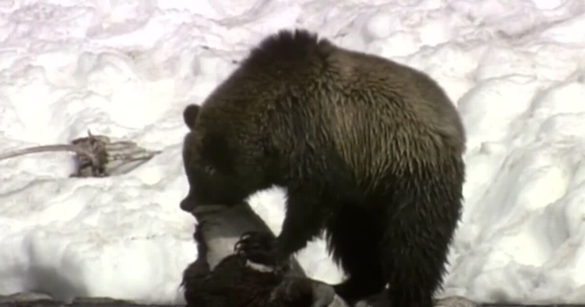 Warmer MT winter temps could mean bears becoming active earlier than usual - Vimarsana News