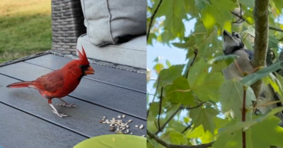 Birds of a feather