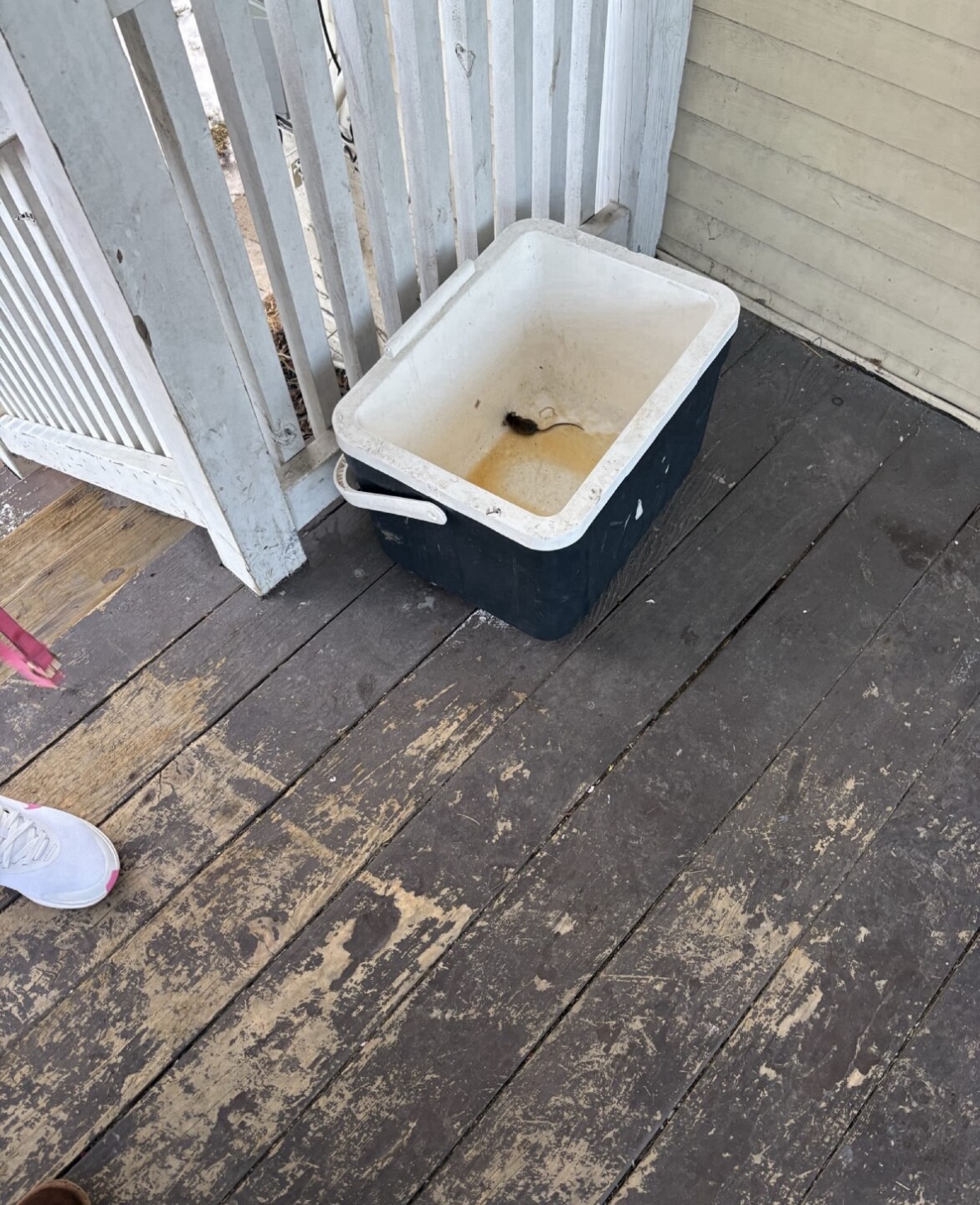 While Smart Asset Realty was allegedly showing Etinne an option for a new place to move into, there was a dead mouse outside the unit