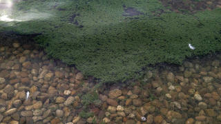 Algal Bloom.png