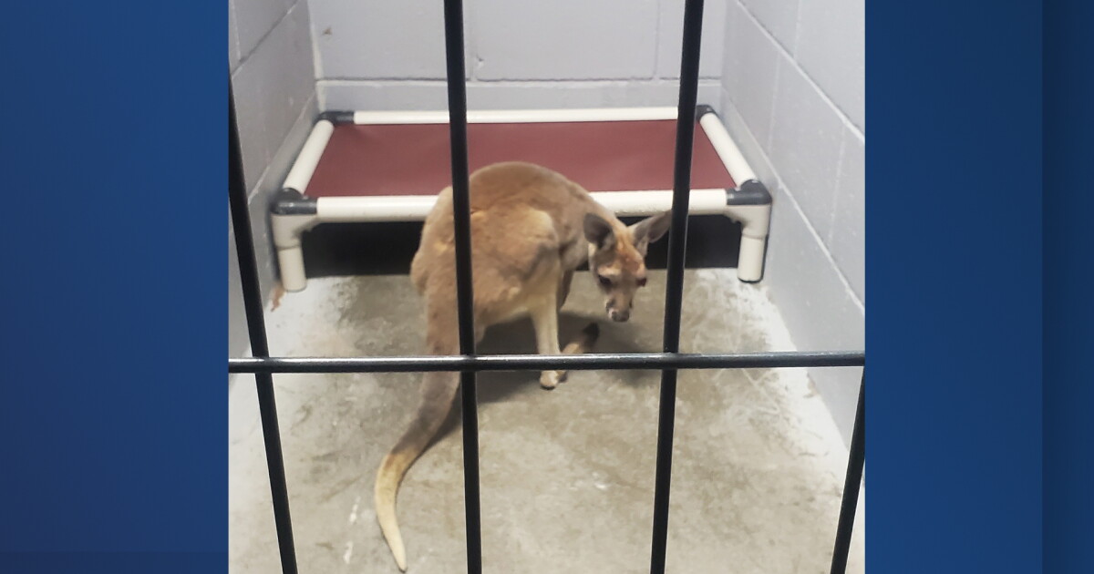 Officers in Edwardsville rescue injured wallaby on Interstate 435 - Vimarsana News