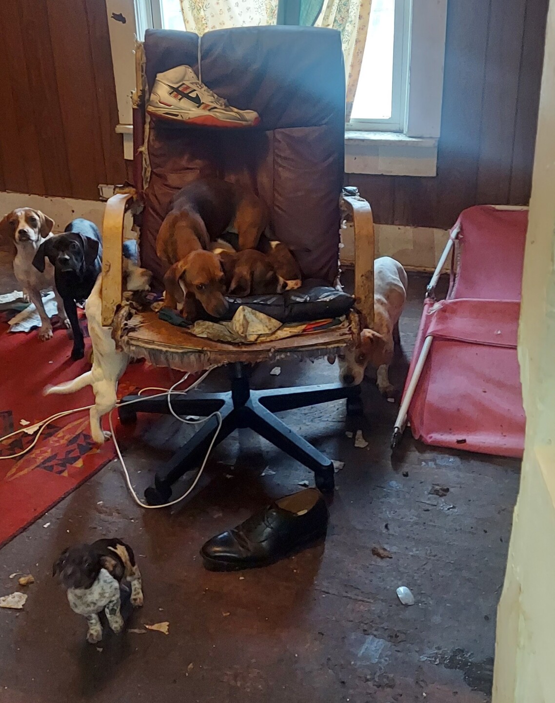 Dogs found in abandoned home_Credit Julie Gervais.jpg