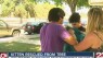 Bakersfield kitten stuck in tree, shaken out