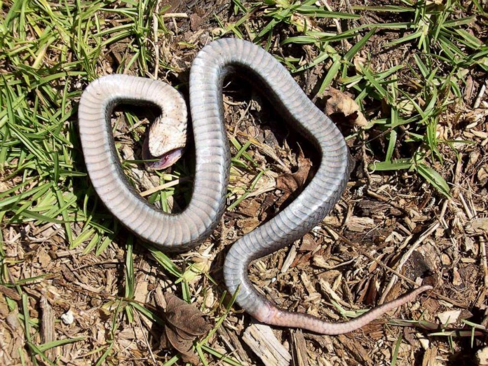 zombie-snake-ht-jef-190610_hpMain_4x3_992.jpg