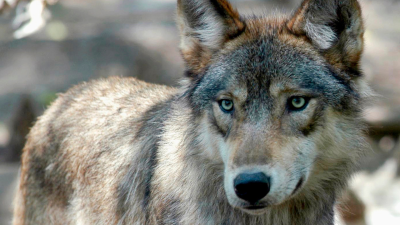 A gray wolf.