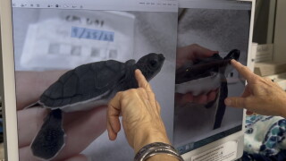 Tracking Sea Turtles