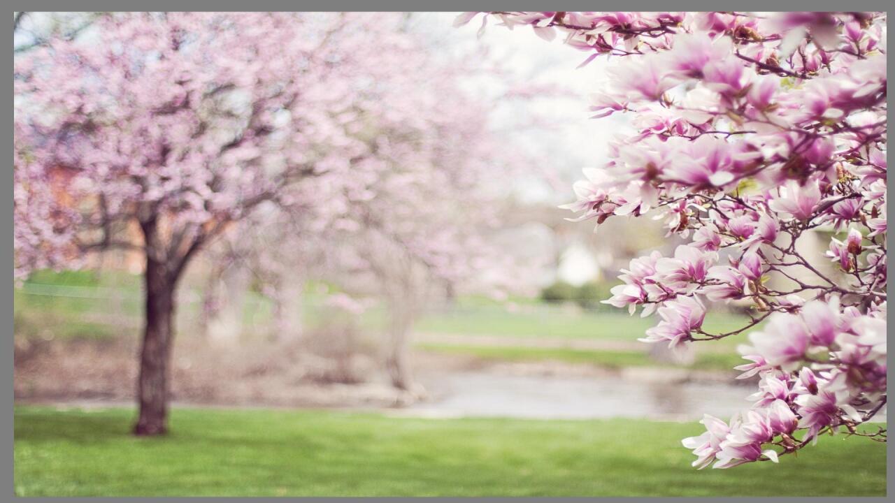 Cherry Blossoms1.jpg