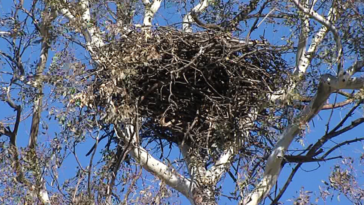 Erie Lot Owner Paid 100k To Remove Eagle S Nest