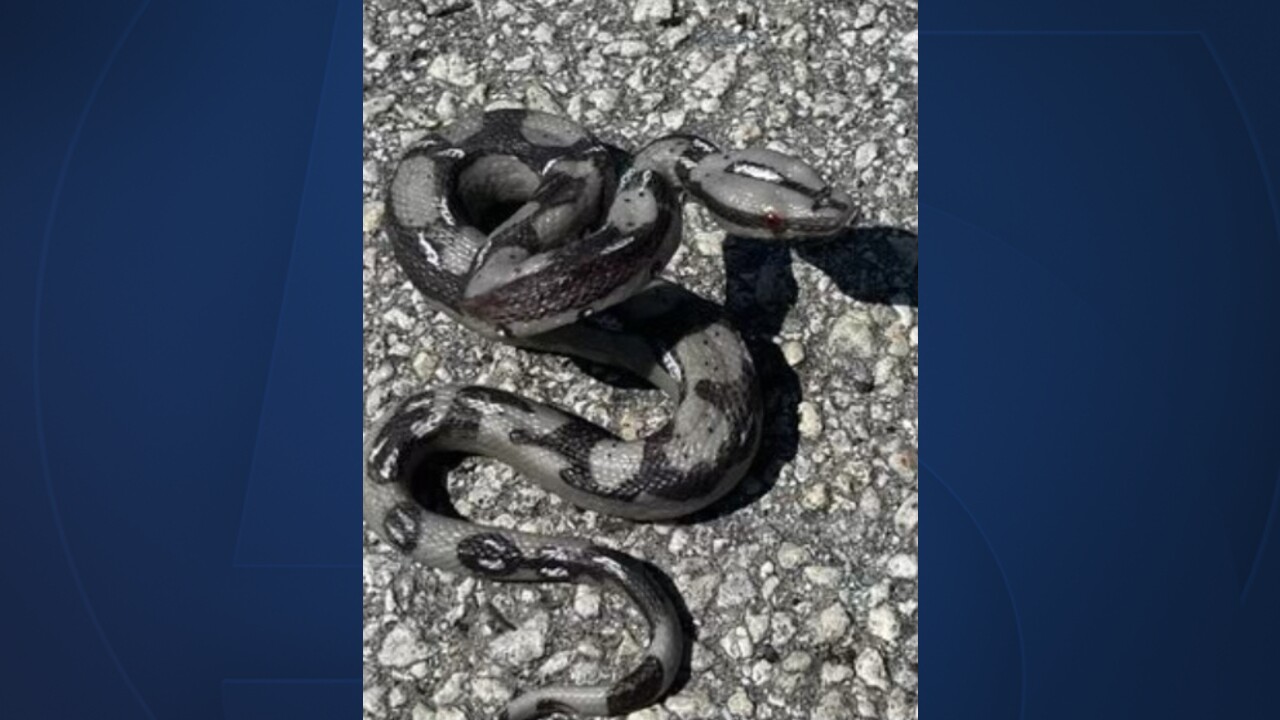 A picture of a snake thrown at a Martin County deputy on May 18, 2022.jpg