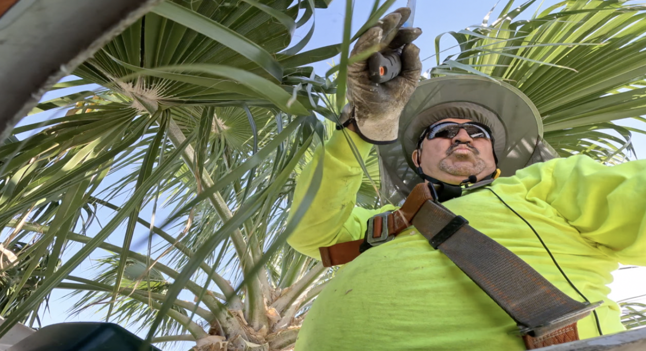 palm tree trimming