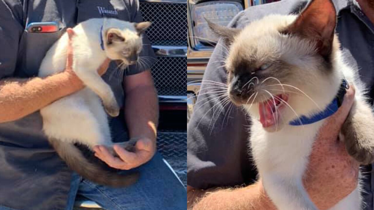 Firefighters Seeking Cat S Owner After Daring Rescue In Wasatch Co