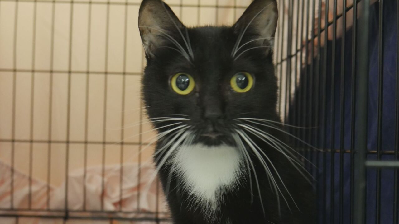 Another cat seized