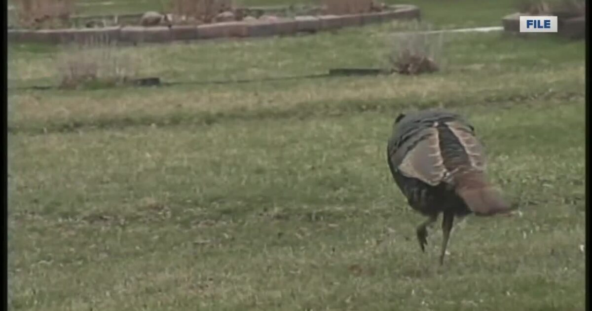 Spring Turkey Season 2025 Va