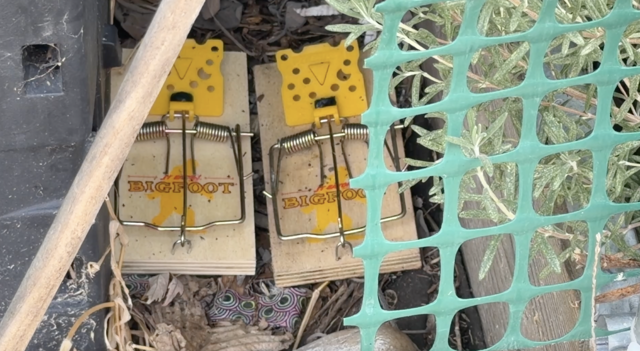 mousetrap, pest control