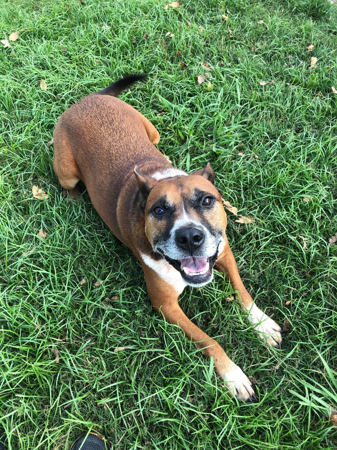 Pet of the Week: Antony