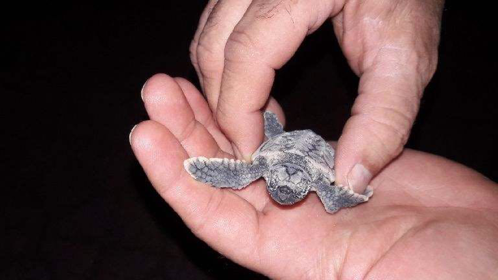 turtle-Tish-Dallas.png