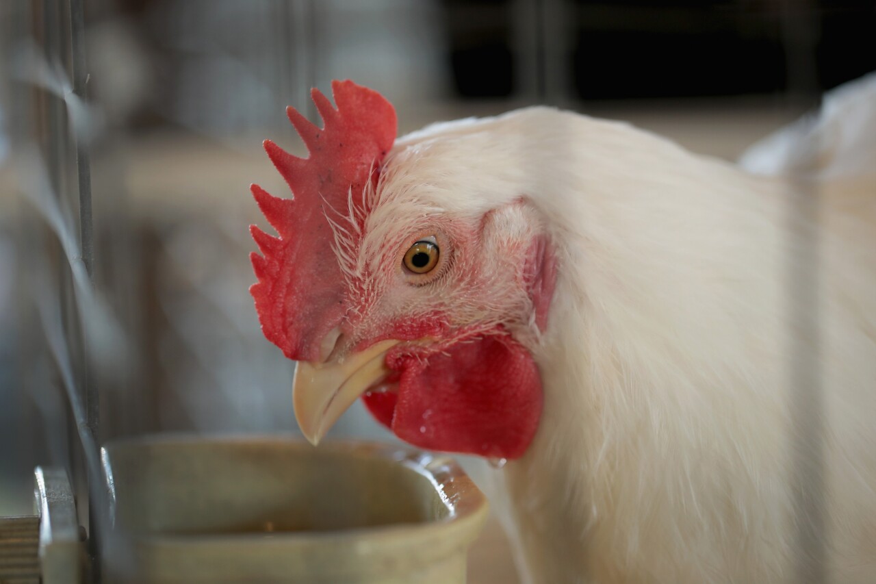 Chicken
