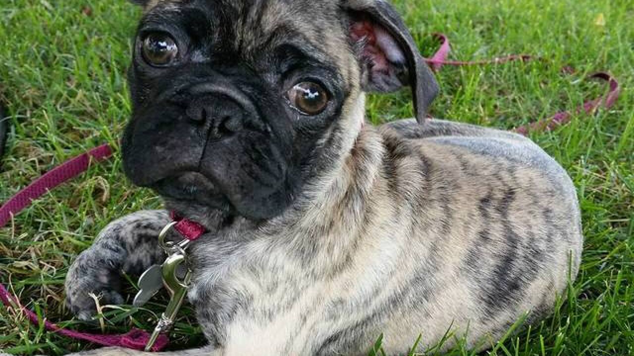 National Puppy Day: Your cute puppy photos