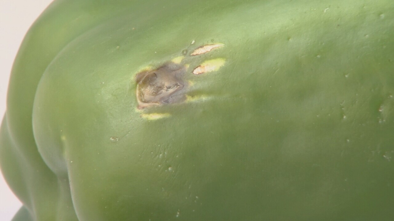 Maher's Garden bell pepper with hail damage.