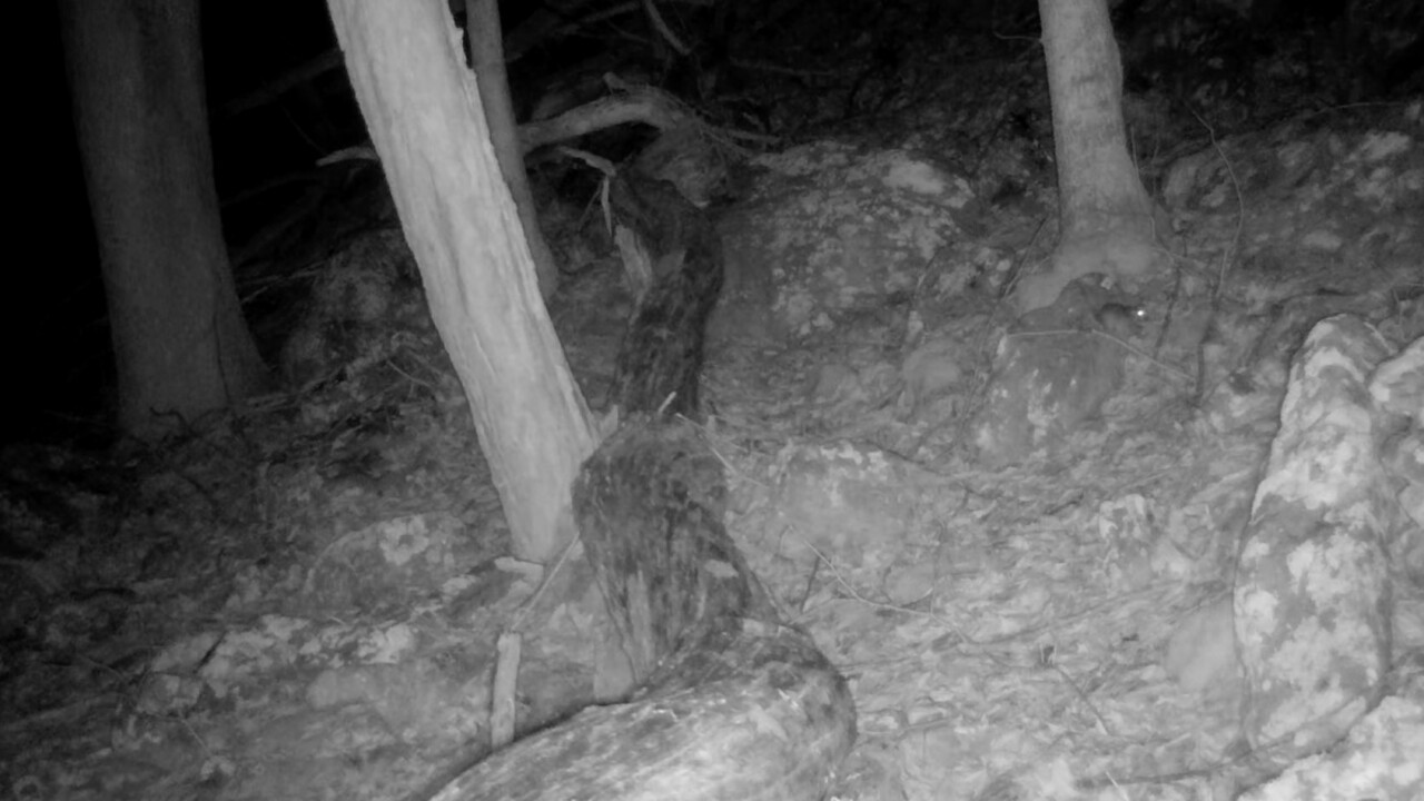 Elusive creature' captured on camera by wildlife officials