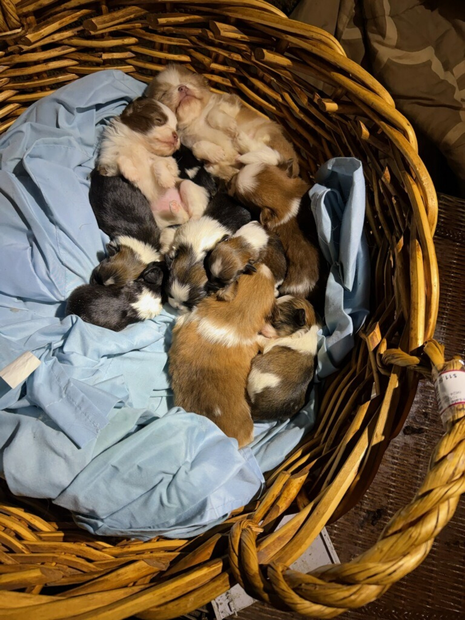 Warren woman faces animal cruelty charges after 24 animals rescued