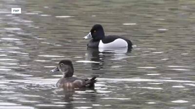 ducks fwp.jpg