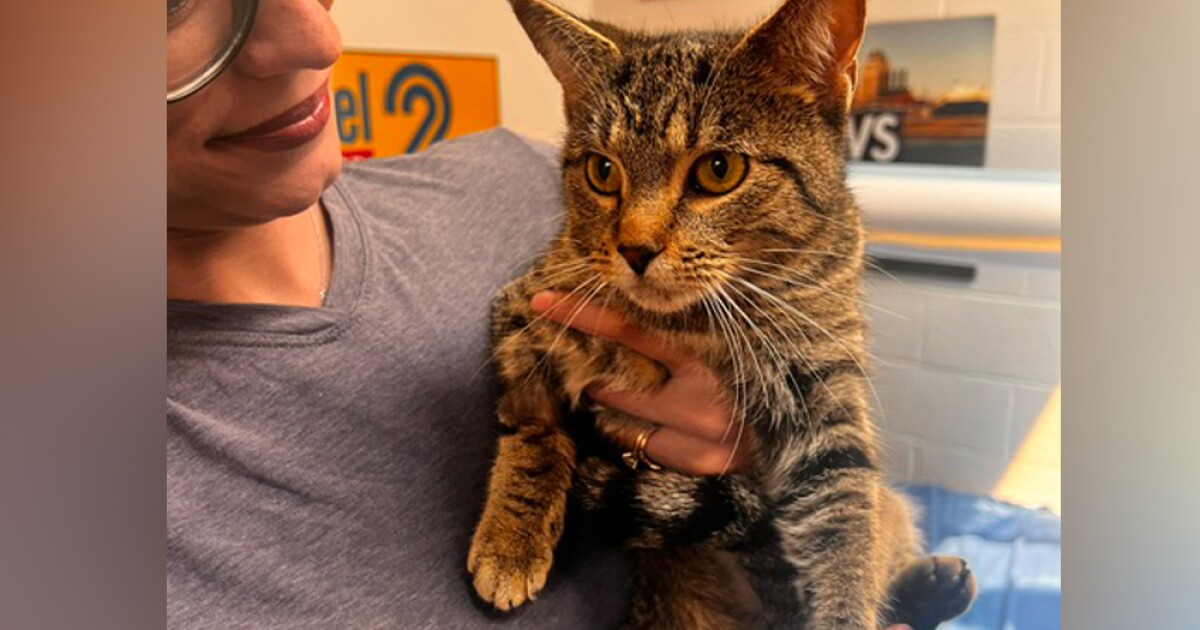 Pets on Set: Amelia