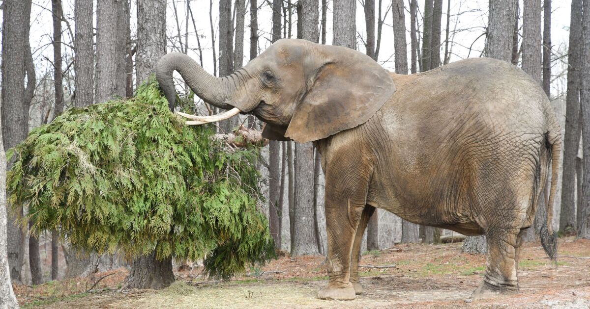 Donate a Christmas tree, help an elephant!