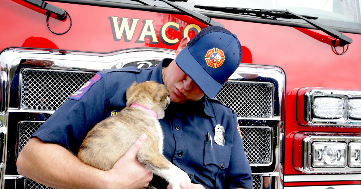 #39 Euthanasia may happen #39 as dogs sit outside Central Texas shelter