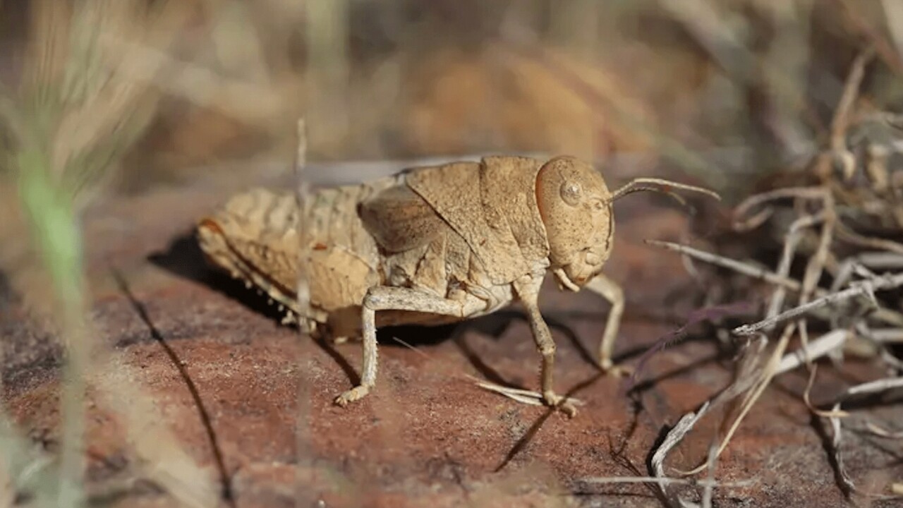 A Crau Plain grasshopper, native to France and critically endangered.