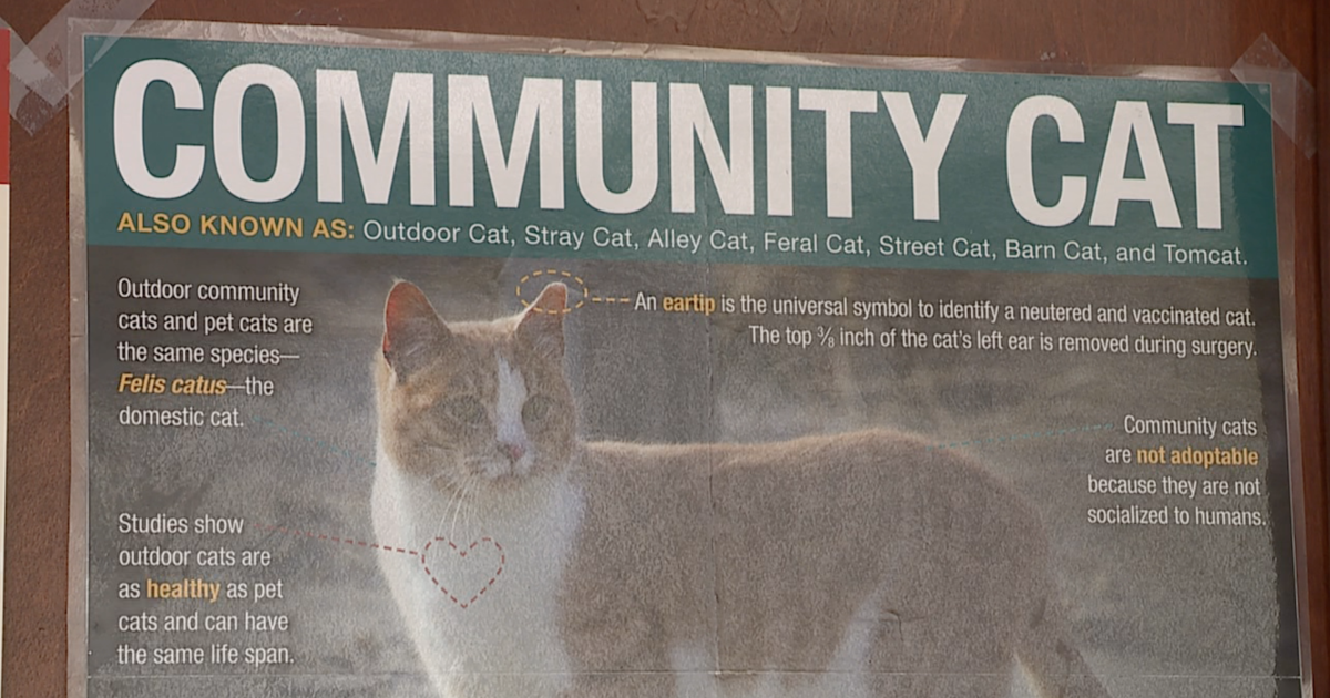 Brooklyn Parma Heights Residents Fired Up Over Feral Cat Policy