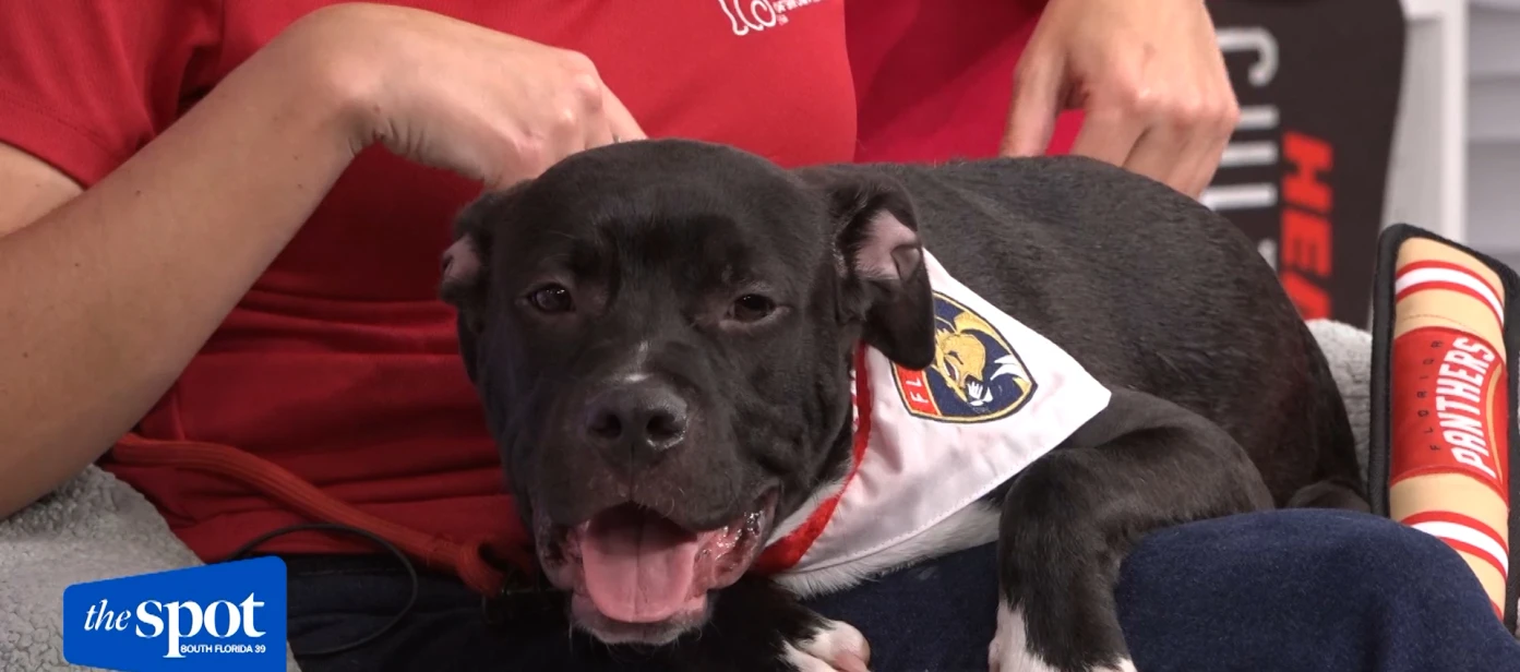 Meet Charming, Humane Broward's latest Benny's Buddies pet of the week