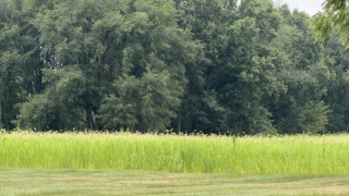 field.png