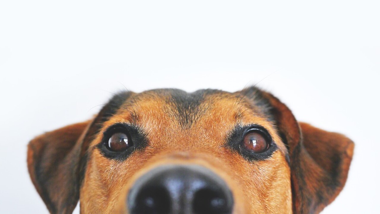 Couples Adding Pets To Prenuptial Agreements