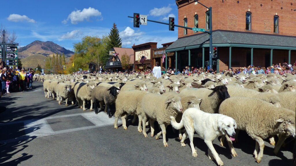 Trailing of the Sheep.jpg