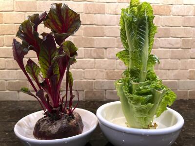 vegetables.jpeg