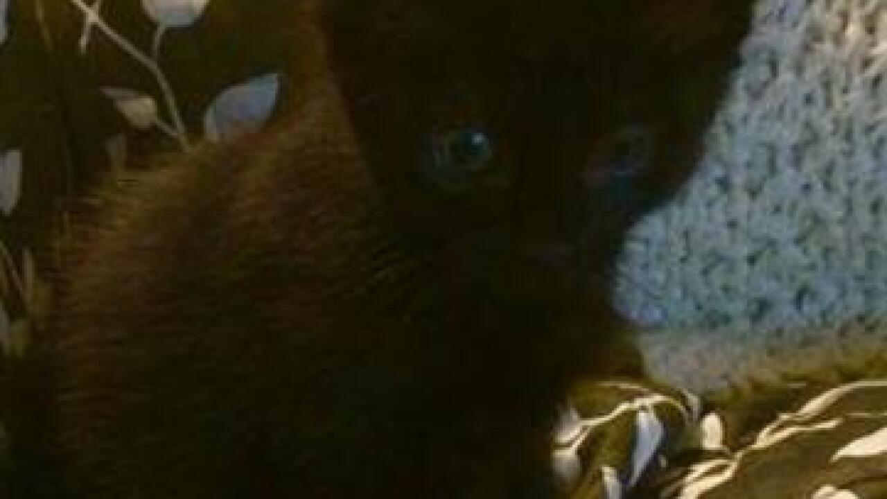 Adopt dogs and cats for free with adoption event